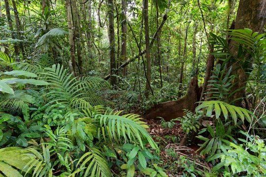 Environnement et biodiversité en Afrique – CESDD